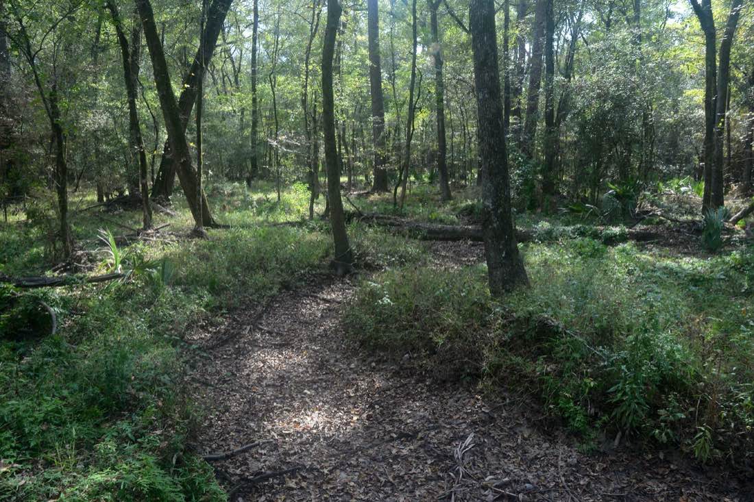 Dense piney woods forest in the Little Lake Creek Wilderness area of Sam Houston National Forest along the Lone Star Hiking Trail in Montgomery County, Texas